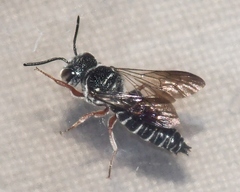 Coelioxys modestus