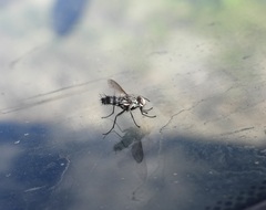 Vanderwulpia sequens