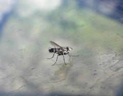 Vanderwulpia sequens