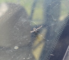 Vanderwulpia sequens