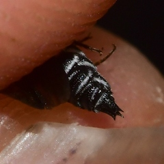 Coelioxys modestus
