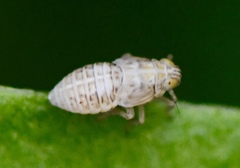 Chlorionidea flava