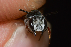 Coelioxys modestus
