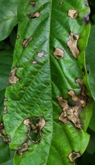 Orchestes steppensis