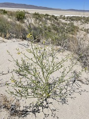 Carsonia sparsifolia