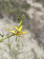 Carsonia sparsifolia
