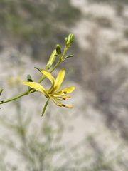 Carsonia sparsifolia