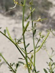 Carsonia sparsifolia