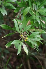 Allophylus natalensis