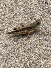 Melanoplus fasciatus