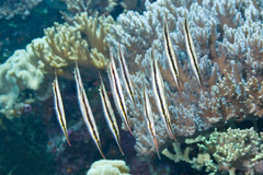Razorfish photo 2