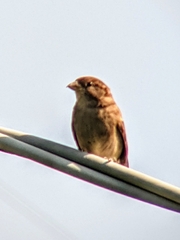 Passer domesticus
