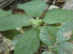 Poecilimon schmidtii