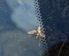 Vanderwulpia sequens