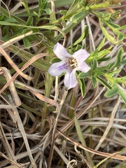 Dyschoriste linearis