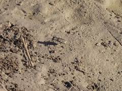 Cicindela tenuisignata