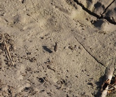 Cicindela tenuisignata