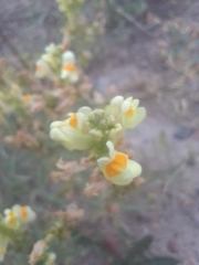 Linaria acutiloba