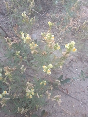Linaria acutiloba