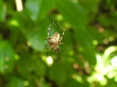 Araneus diadematus