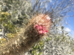 Micranthocereus flaviflorus