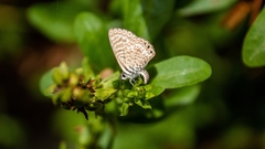Leptotes trigemmatus