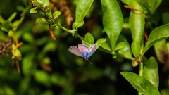 Leptotes trigemmatus
