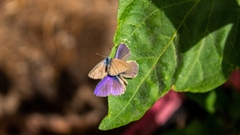 Leptotes trigemmatus