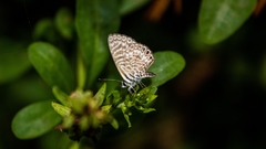 Leptotes trigemmatus