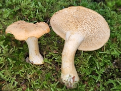 Hydnum mulsicolor