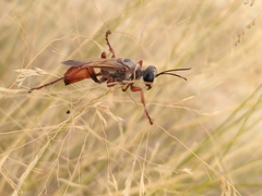 Sphex flavipennis