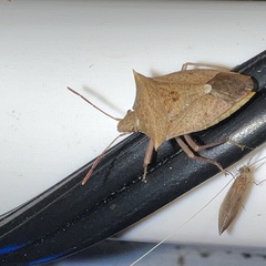 Euschistus ictericus