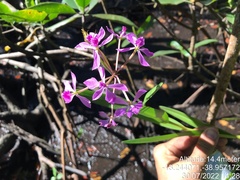 Epidendrum