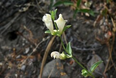 Scutellaria californica