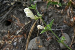 Scutellaria californica