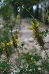 Dalea lutea