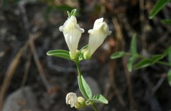 Scutellaria californica