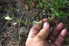 Scutellaria californica