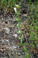Scutellaria californica