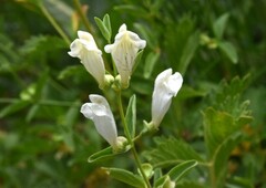 Scutellaria californica