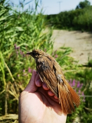 Luscinia megarhynchos