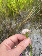 Agathosma bifida