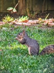 Sciurus niger