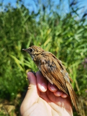 Luscinia megarhynchos