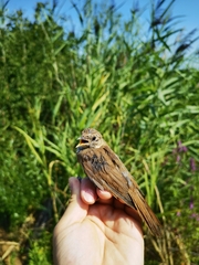 Luscinia megarhynchos