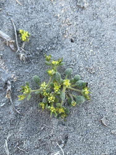 Image of Golden Goodmania (Goodmania luteola) by (c) Matt Berger, some rights reserved (CC BY)