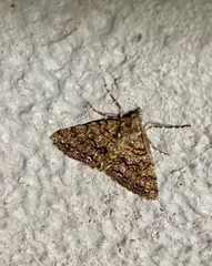 Ascotis fortunata