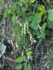 Poa saltuensis saltuensis