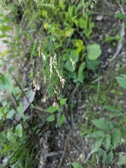 Poa saltuensis saltuensis