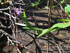Epidendrum